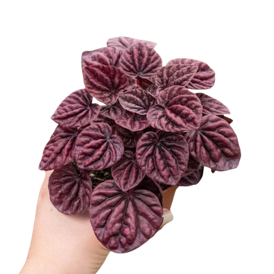 Peperomia 'Ripple Red' plant with dark green rippled leaves and reddish undersides in a terracotta pot