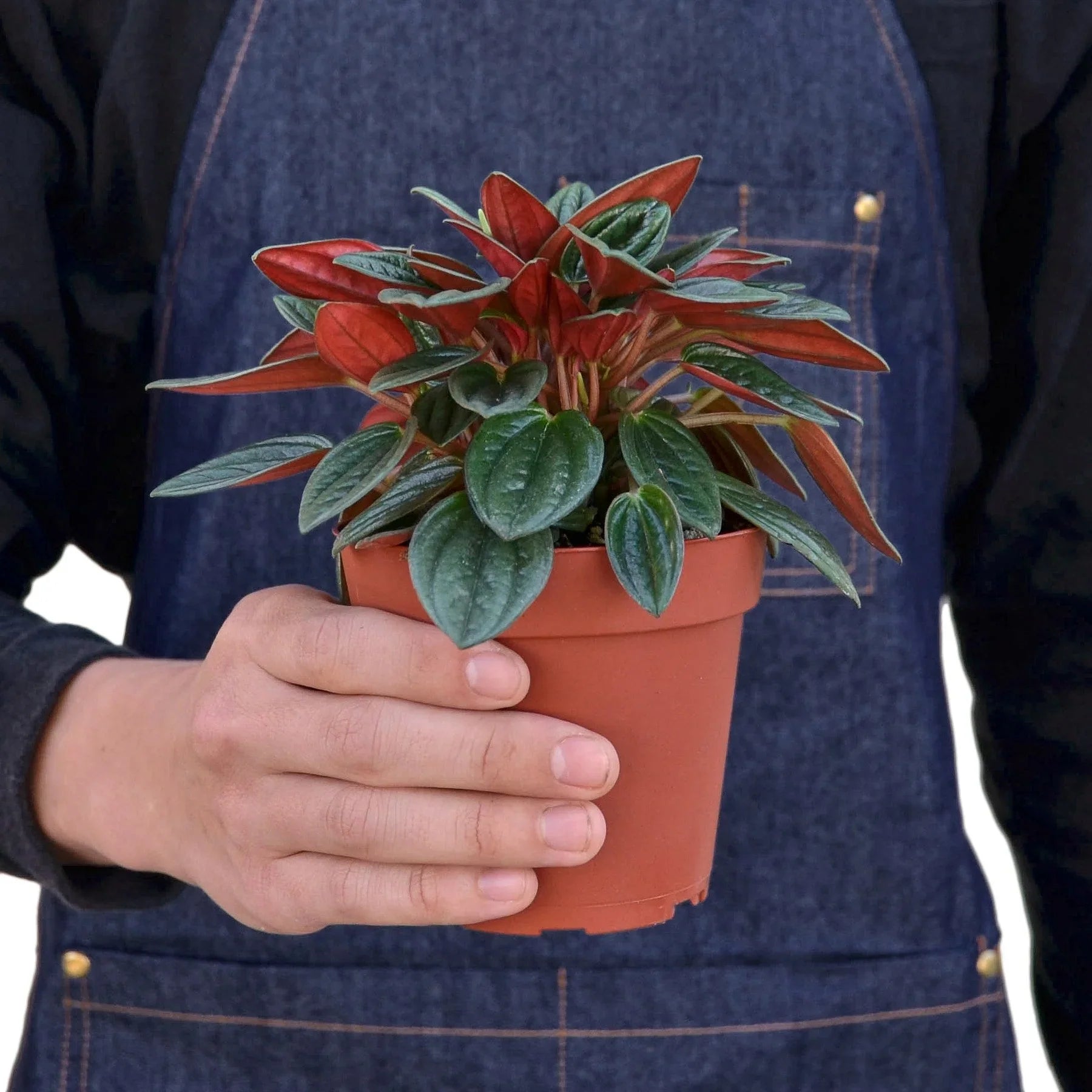 Detailed view of the deeply grooved, glossy green leaves of Peperomia Rosso