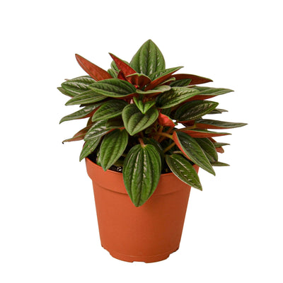 Peperomia Rosso plant showcasing green leaves with vibrant red undersides