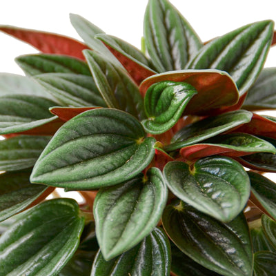 Close-up of the striking red underside of Peperomia Rosso leaves