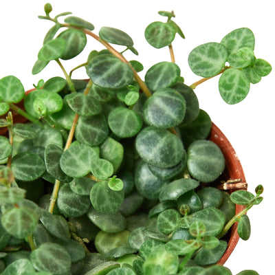 Close-up of miniature turtle shell-like leaves on Peperomia 'String of Turtles'
