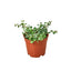 Peperomia Prostrata 'String of Turtles' plant with trailing vines and tiny round leaves