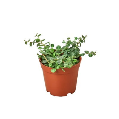 Peperomia Prostrata 'String of Turtles' plant with trailing vines and tiny round leaves