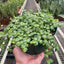 Detail of intricate multi-colored patterns on Peperomia 'String of Turtles' leaves