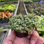 Peperomia 'String of Turtles' thriving in a small terrarium