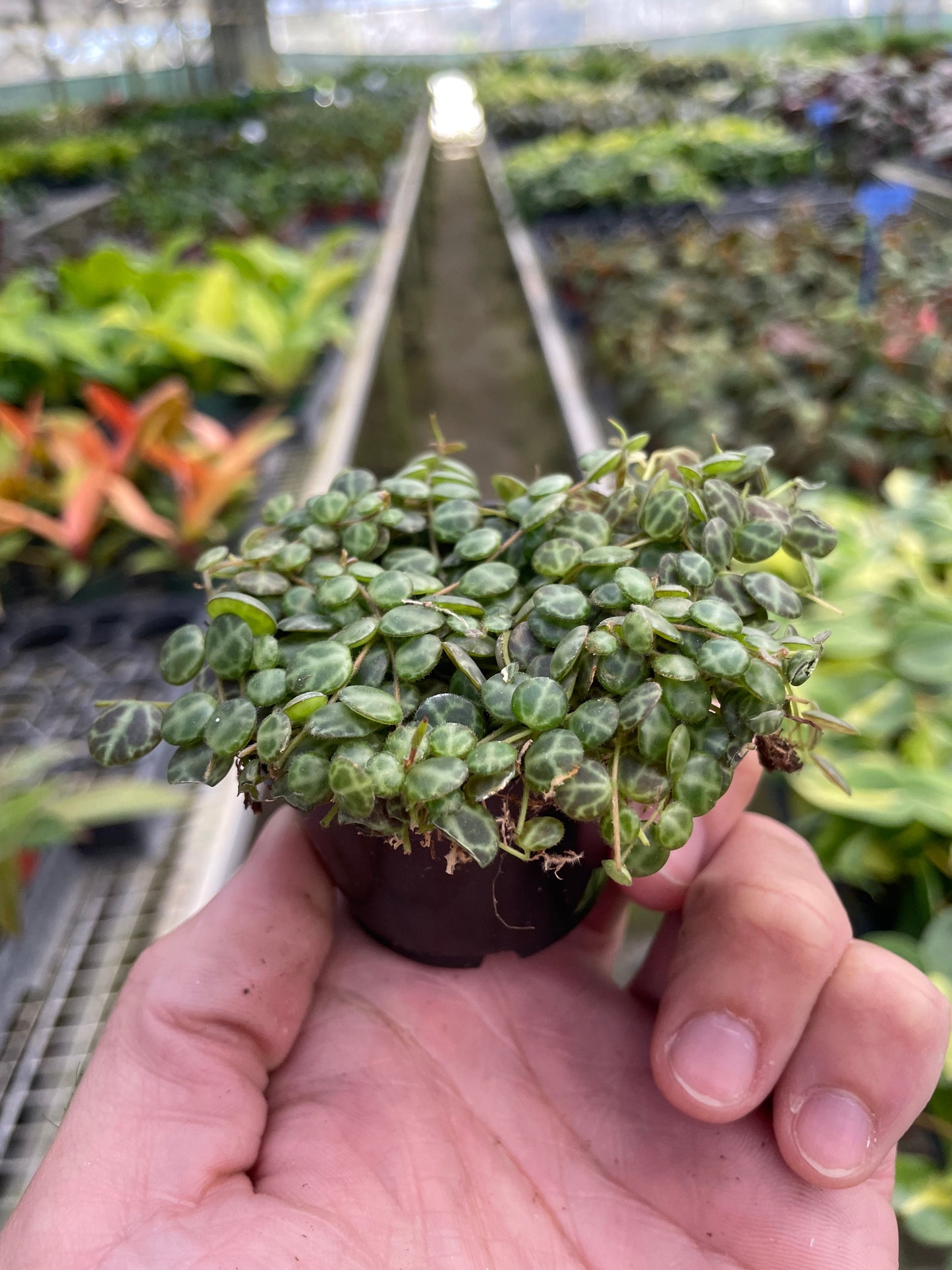 Peperomia 'String of Turtles' thriving in a small terrarium
