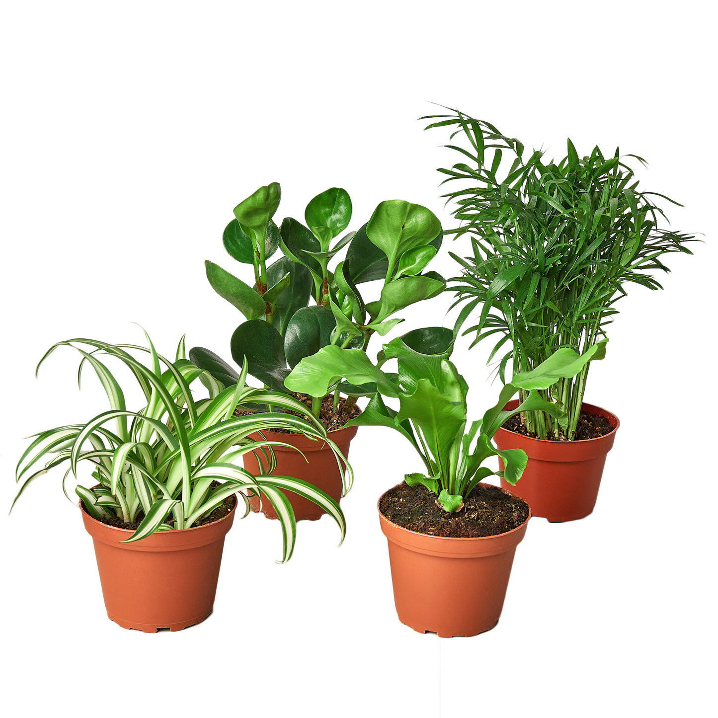 Assortment of pet-friendly houseplants in a variety bundle, including a Spider Plant and Peperomia
