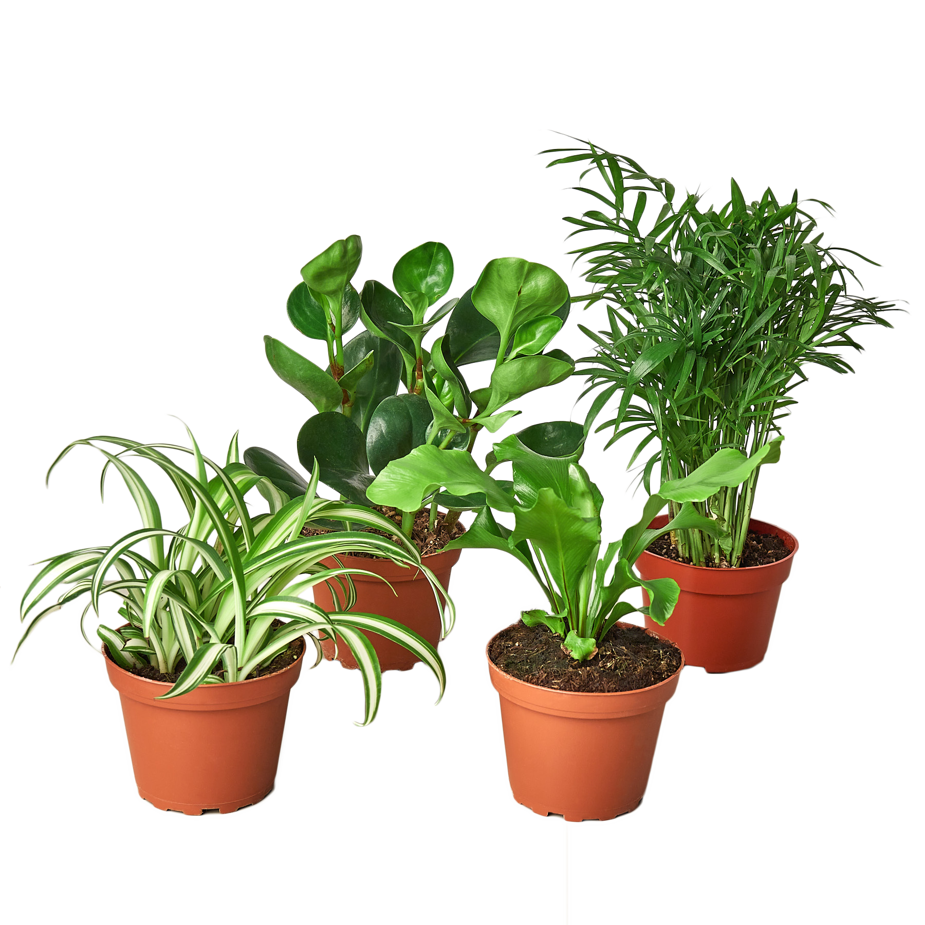 Assortment of pet-friendly houseplants in a variety bundle, including a Spider Plant and Peperomia
