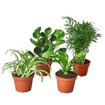 Assortment of pet-friendly houseplants in a variety bundle, including a Spider Plant and Peperomia
