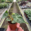 Climbing Philodendron 'Billietiae' plant on a moss pole