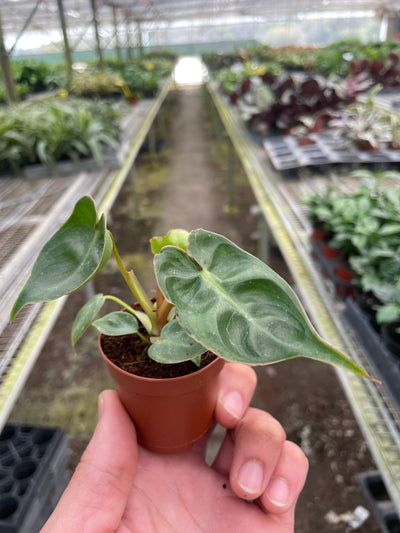 Climbing Philodendron 'Billietiae' plant on a moss pole
