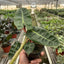 Close-up of long green leaves and orange stems of Philodendron billietiae