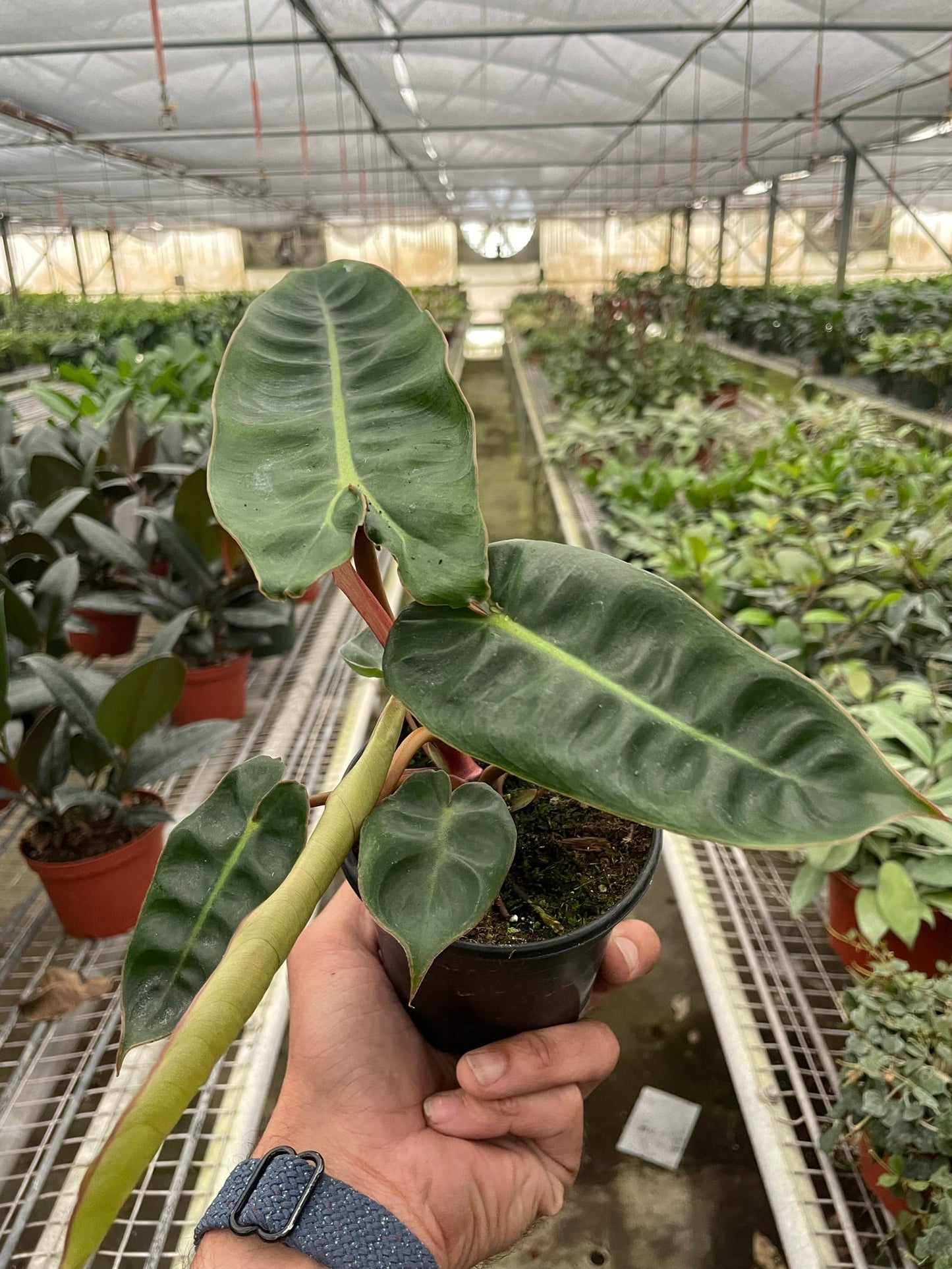 Close-up of long green leaves and orange stems of Philodendron billietiae