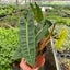 Philodendron 'Billietiae' adding tropical elegance to home decor

