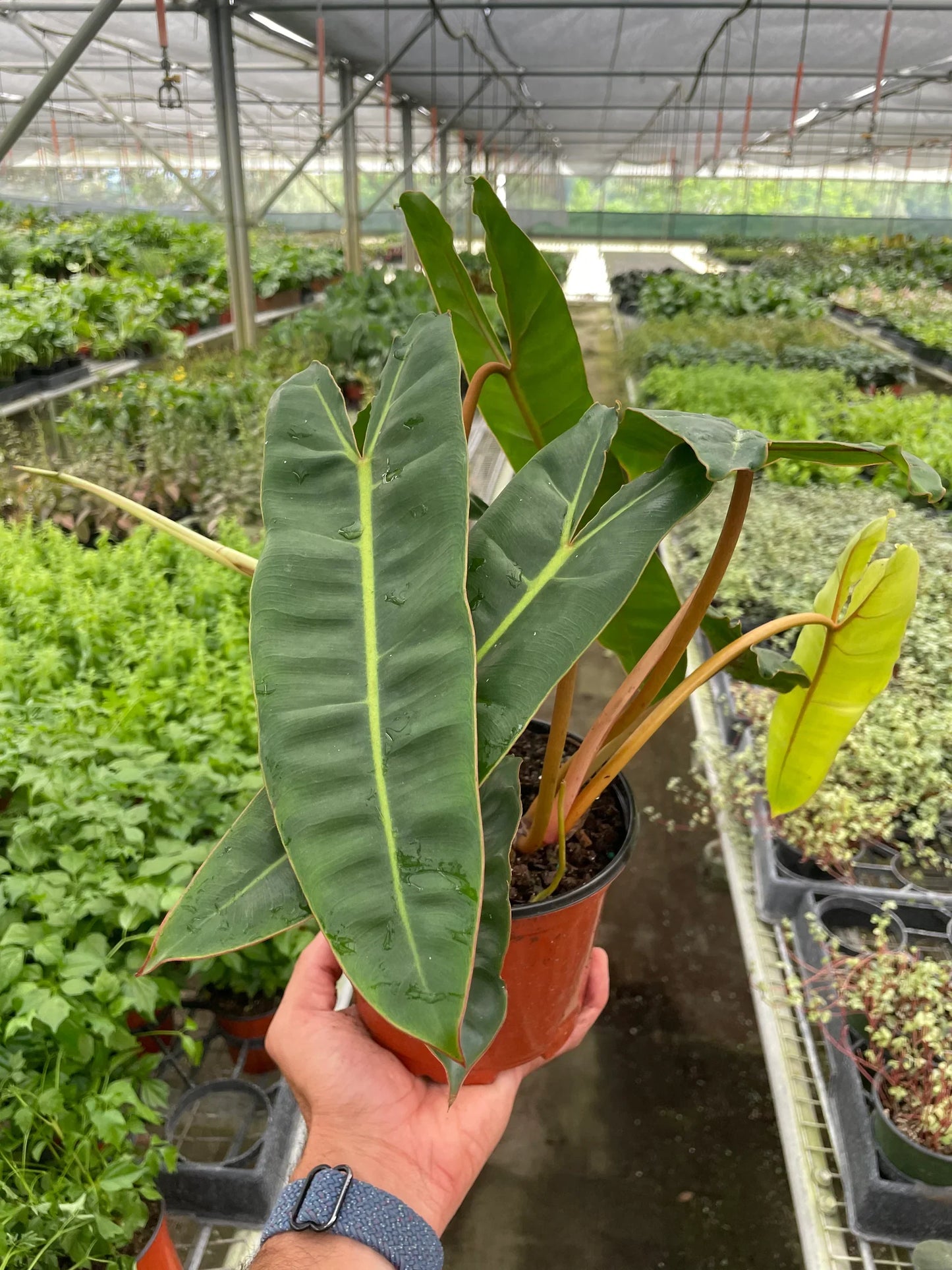 Philodendron 'Billietiae' adding tropical elegance to home decor

