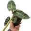 Philodendron 'Billietiae' live plant with unique orange petioles