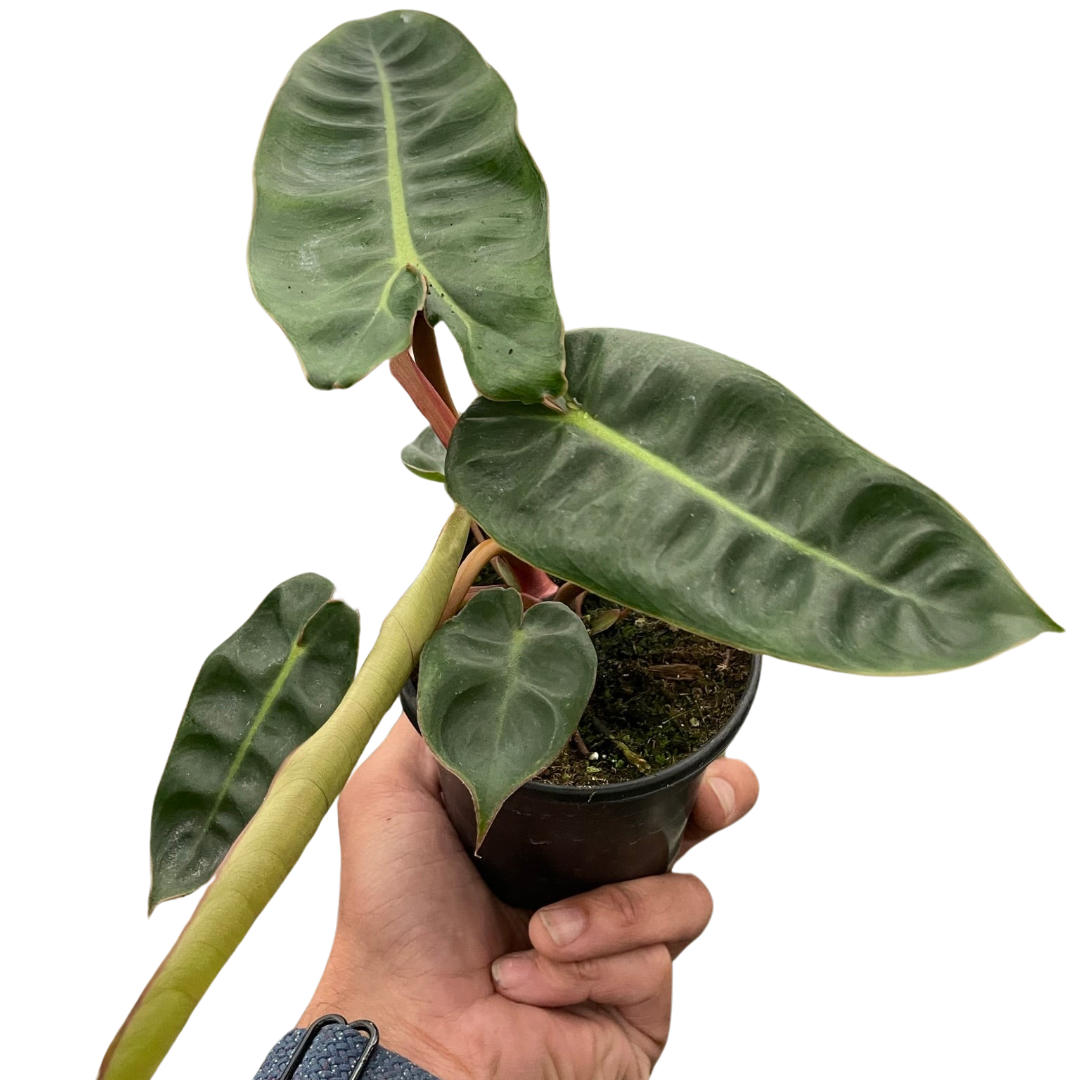 Philodendron 'Billietiae' live plant with unique orange petioles