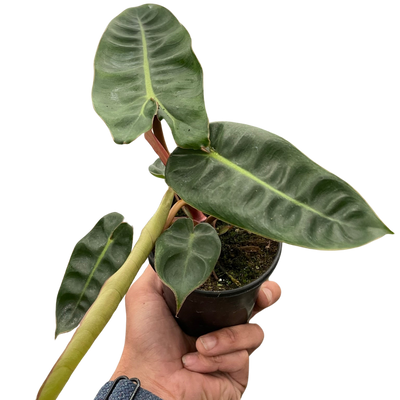 Philodendron 'Billietiae' live plant with unique orange petioles