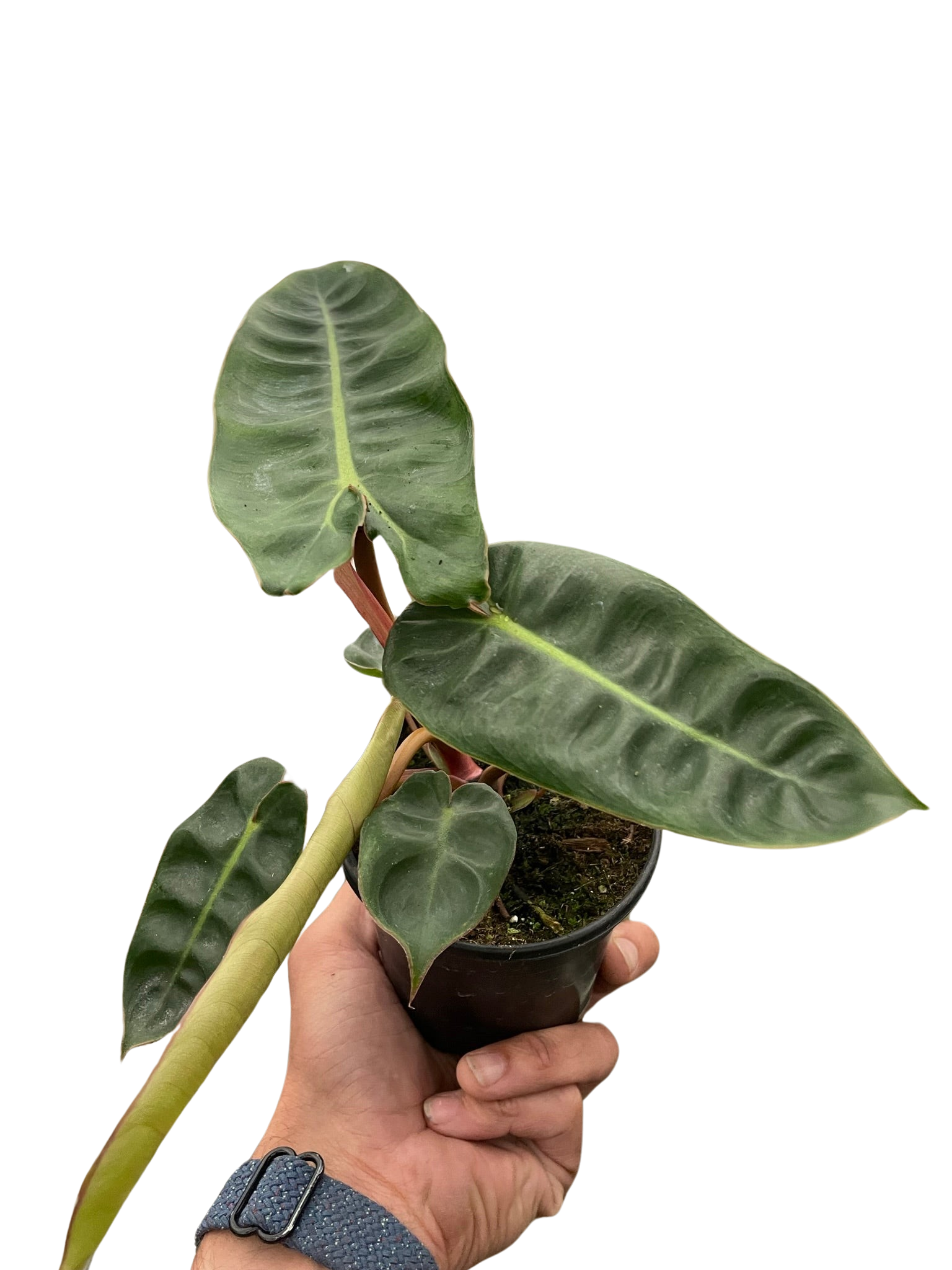 Young Philodendron 'Billietiae' plant in nursery pot