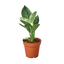 Philodendron 'Birkin' plant with its striking pure white pinstripes on green leaves