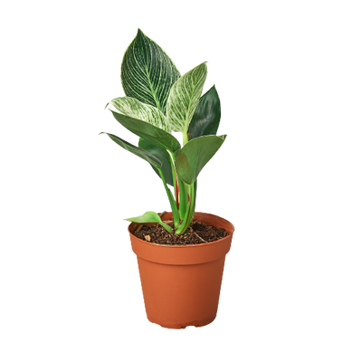 Philodendron 'Birkin' plant with its striking pure white pinstripes on green leaves