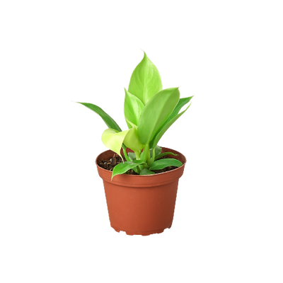 Philodendron 'Moonlight' plant with vibrant yellow new growth