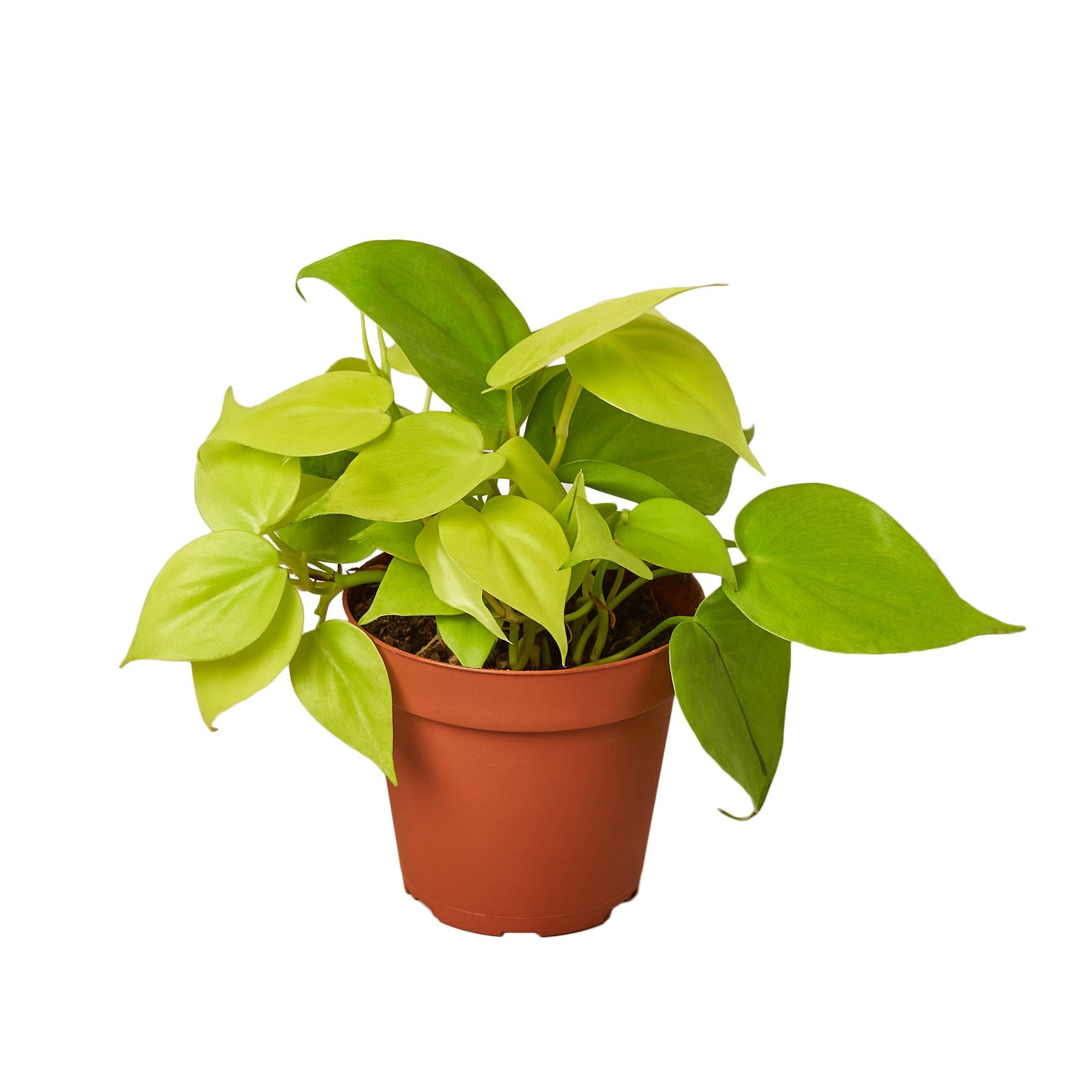 Vibrant Philodendron 'Neon' houseplant with glowing lime green, heart-shaped leaves in a terracotta pot

