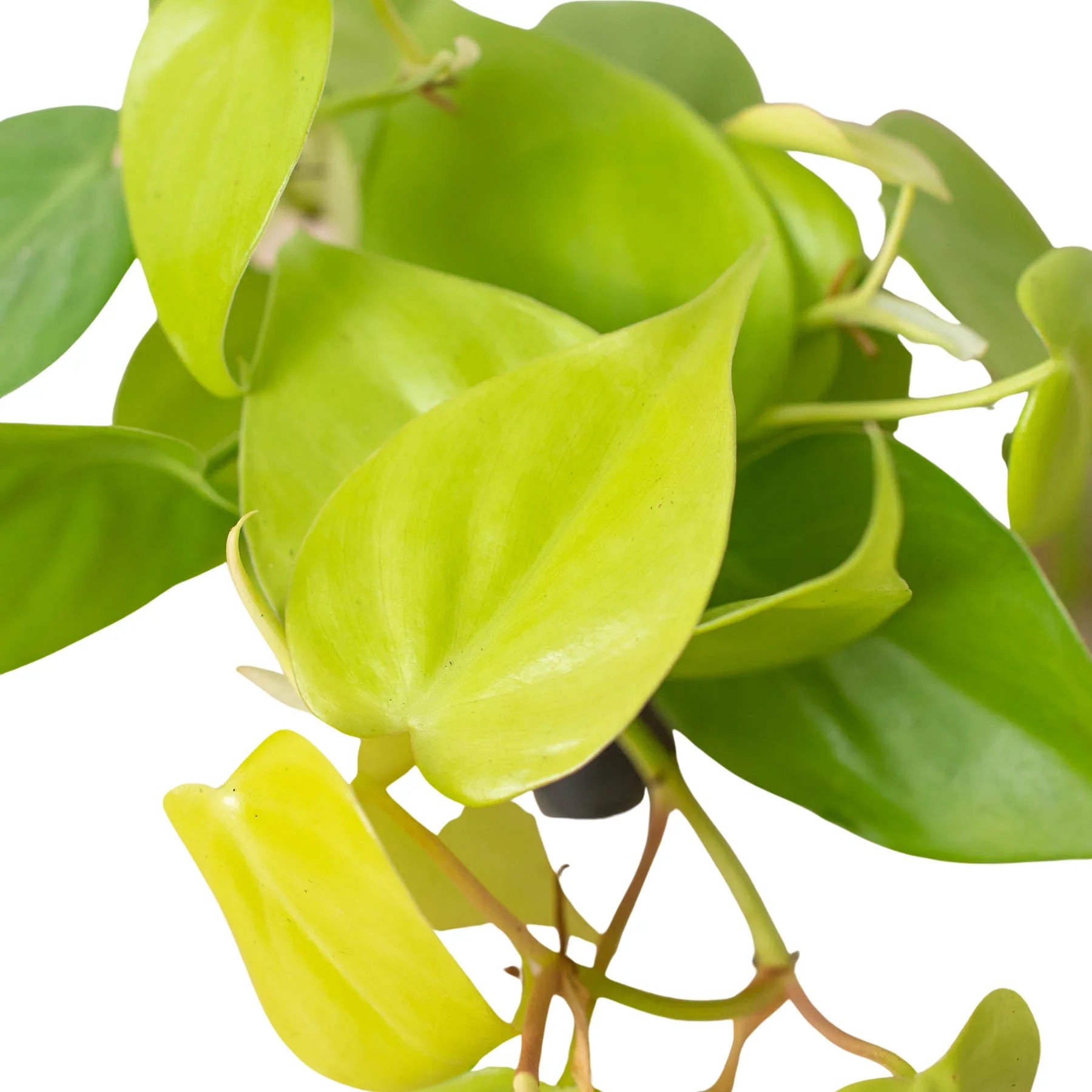 New unfurling leaf of a Philodendron 'Neon' plant, showing its fresh, bright color
