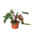 New leaf unfurling on a Philodendron 'Pink Princess' plant, showing emerging pink coloration
