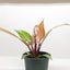 Philodendron 'Prince of Orange' showing leaves transitioning from copper tones to darker shades of green