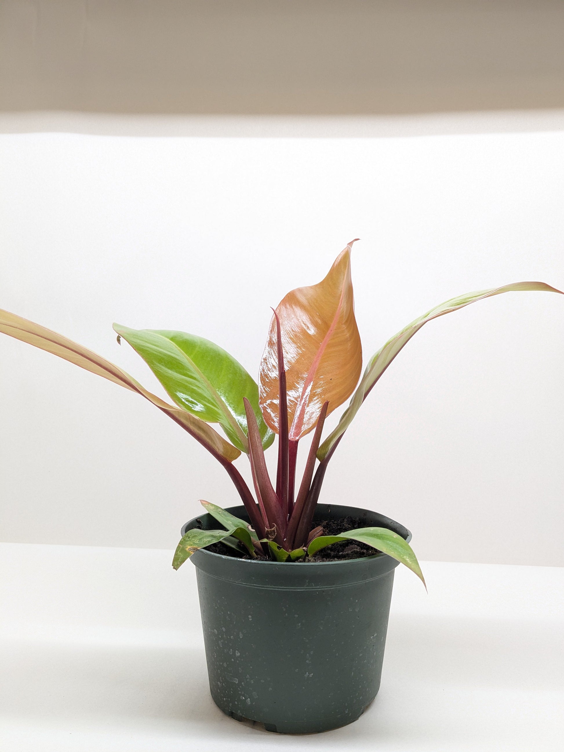 Philodendron 'Prince of Orange' showing leaves transitioning from copper tones to darker shades of green