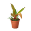 Philodendron 'Prince of Orange' plant with leaves displaying a mix of yellow, copper, and green colors