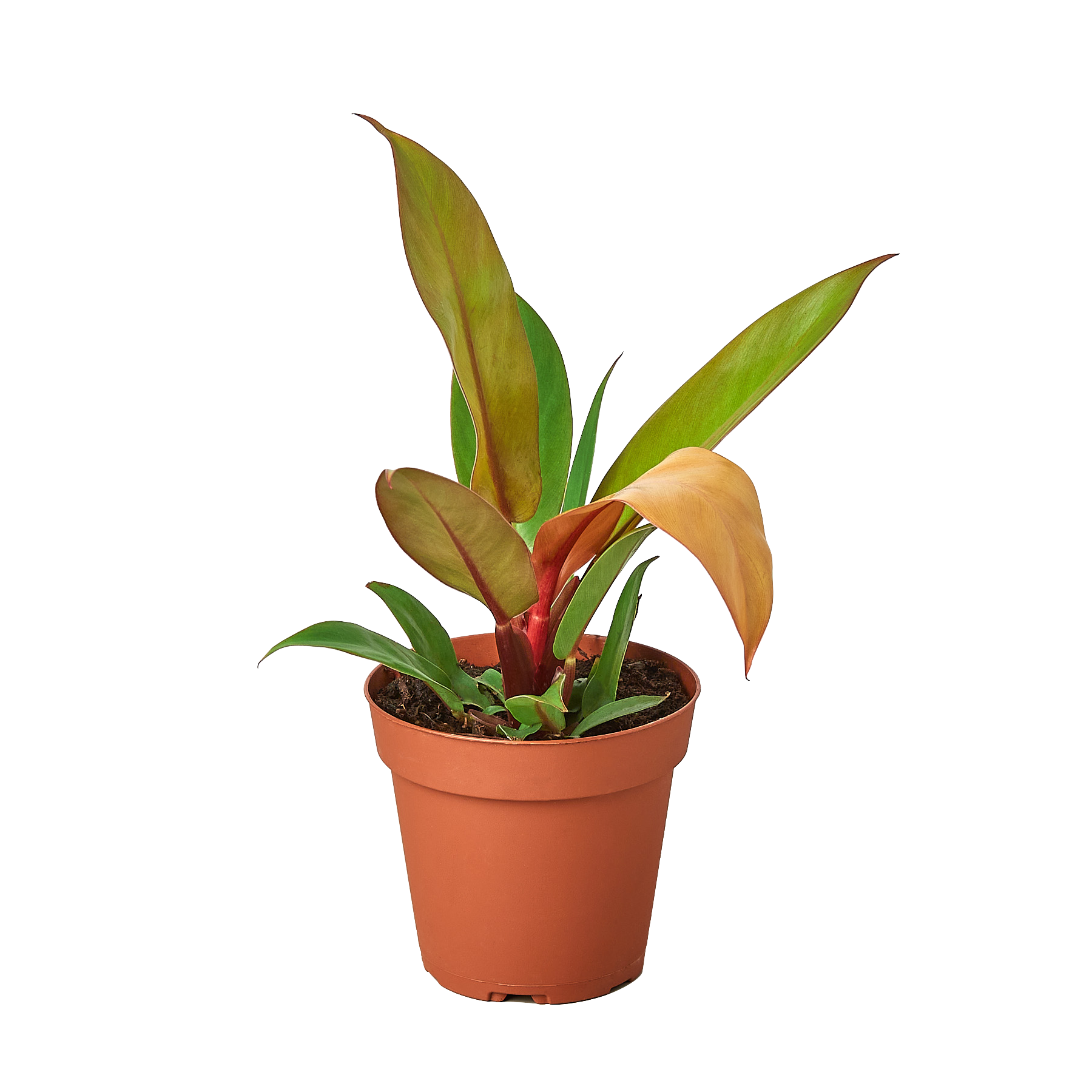 Philodendron 'Prince of Orange' plant with leaves displaying a mix of yellow, copper, and green colors
