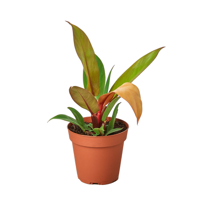 Philodendron 'Prince of Orange' plant with leaves displaying a mix of yellow, copper, and green colors