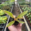 Philodendron 'Ring of Fire' as a vibrant indoor plant display