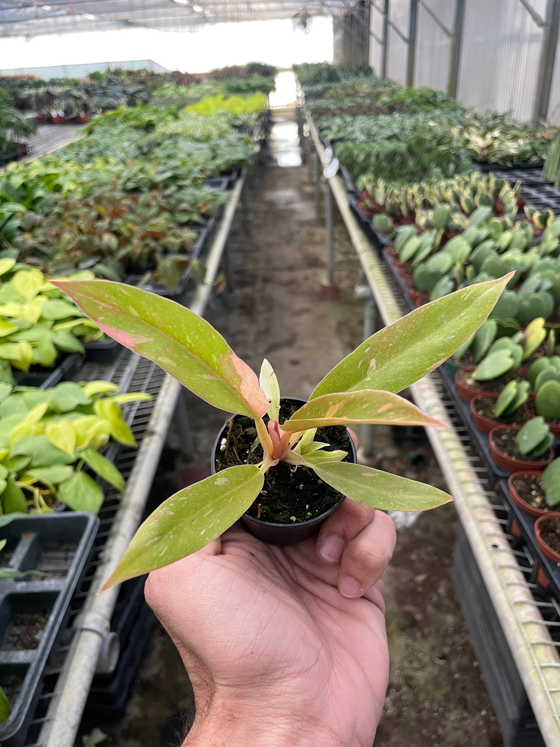 Philodendron 'Ring of Fire' as a vibrant indoor plant display