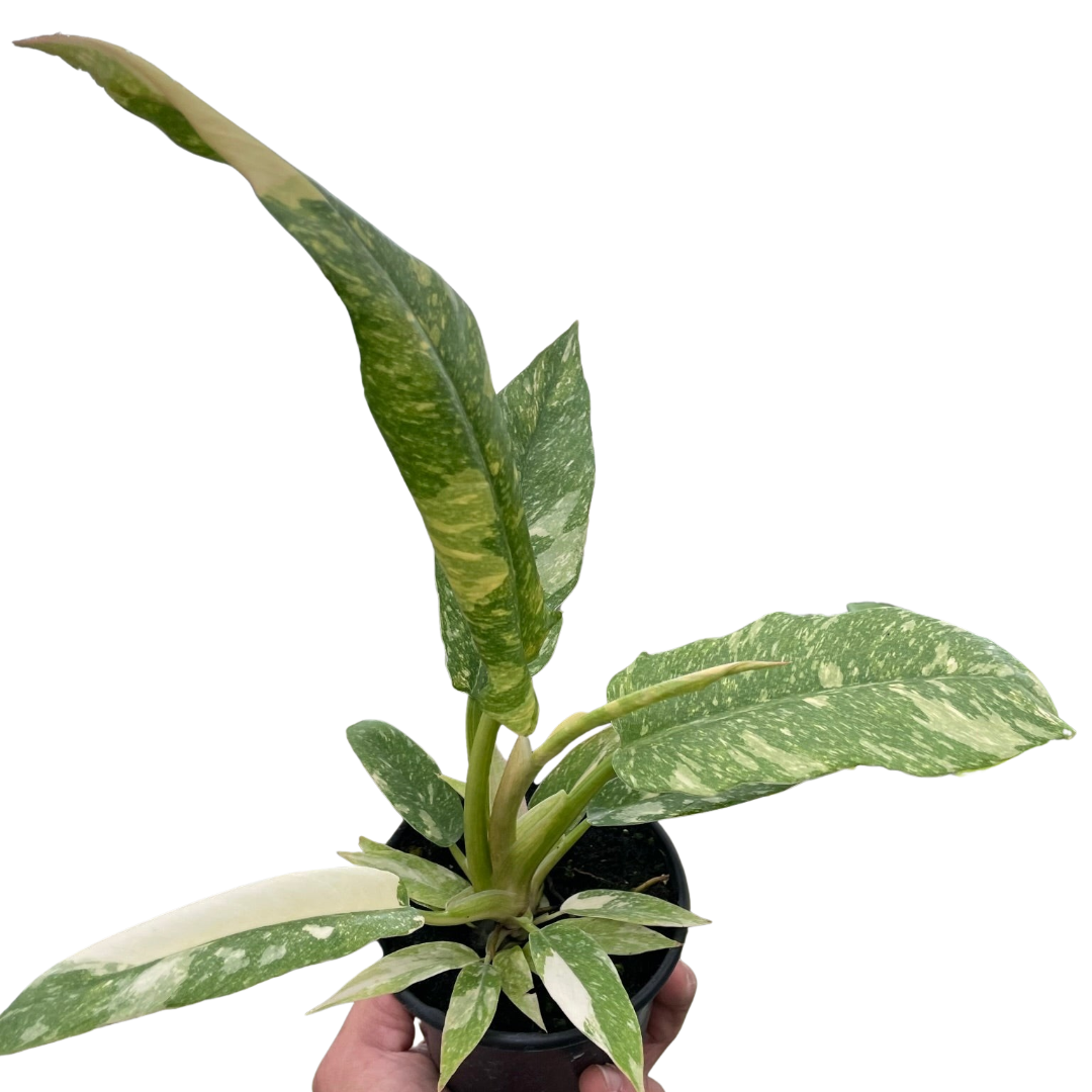 Philodendron 'Ring of Fire' variegated plant with vibrant new leaf colors