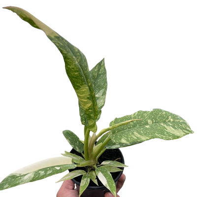 Philodendron 'Ring of Fire' variegated plant with vibrant new leaf colors