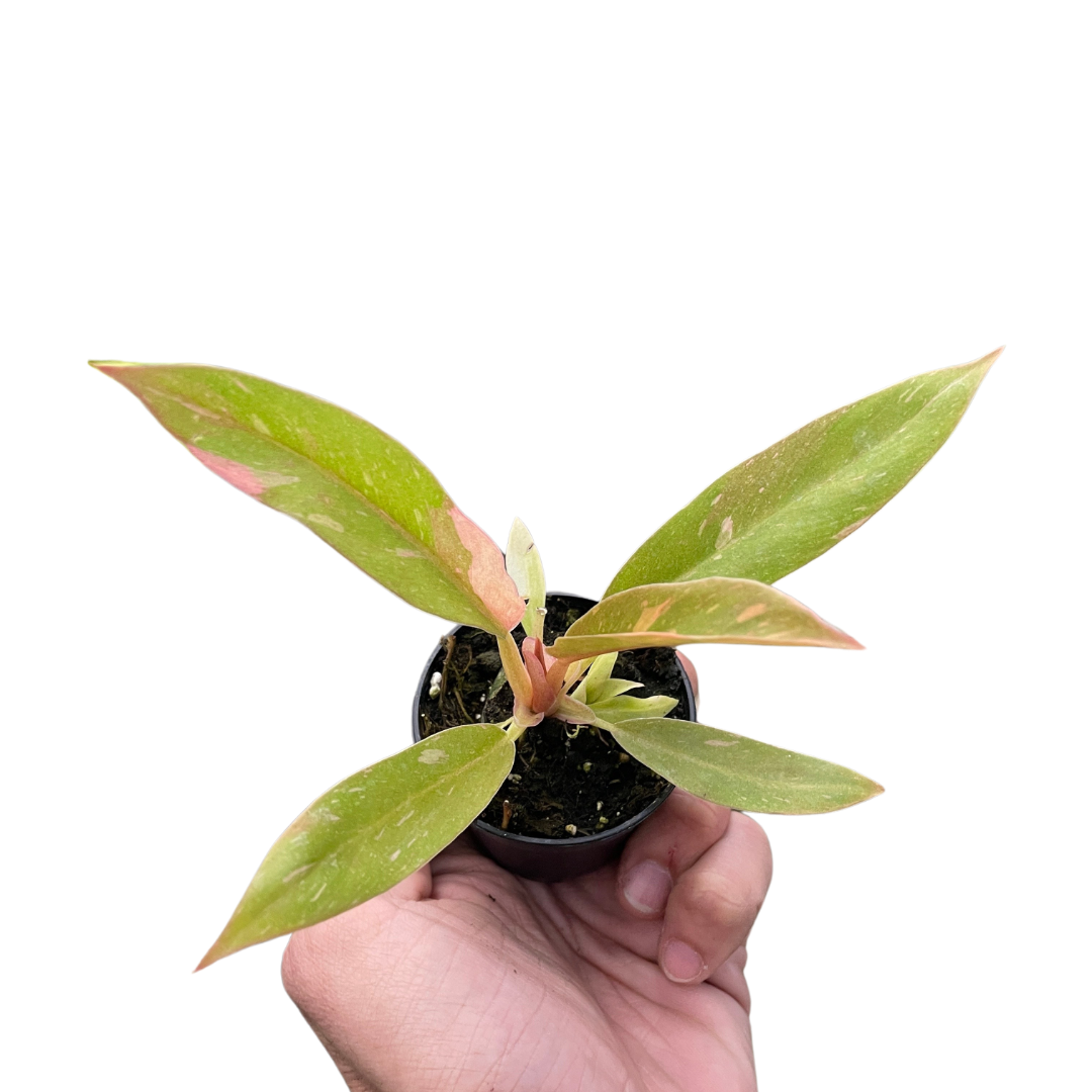 New orange and red variegated leaf emerging on Philodendron 'Ring of Fire'