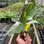 Philodendron 'White Princess' as one of the most striking philodendrons in an indoor garden setting