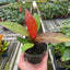 Close-up of a large, leathery leaf of Philodendron 'Sun Red' displaying its red-purple hues