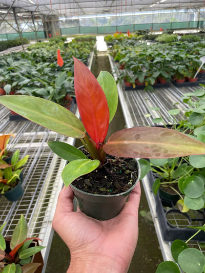 Close-up of a large, leathery leaf of Philodendron 'Sun Red' displaying its red-purple hues