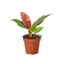 Philodendron 'Sun Red' plant showcasing its vibrant red and burgundy leaves