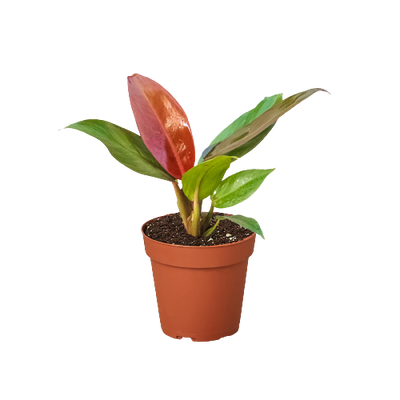 Philodendron 'Sun Red' plant showcasing its vibrant red and burgundy leaves