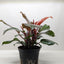 New, bright red leaves emerging on a Philodendron 'Sun Red' plant