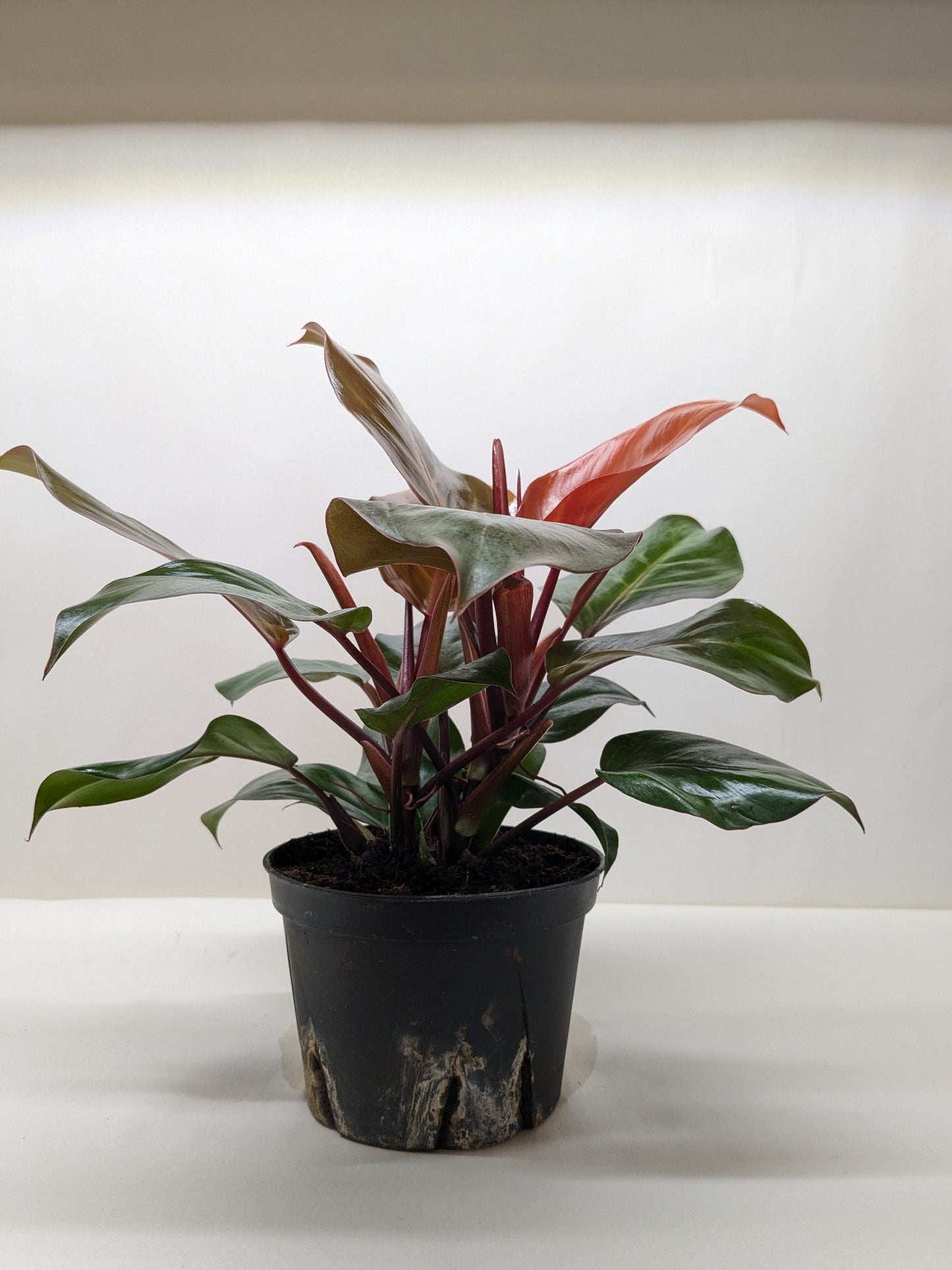 New, bright red leaves emerging on a Philodendron 'Sun Red' plant