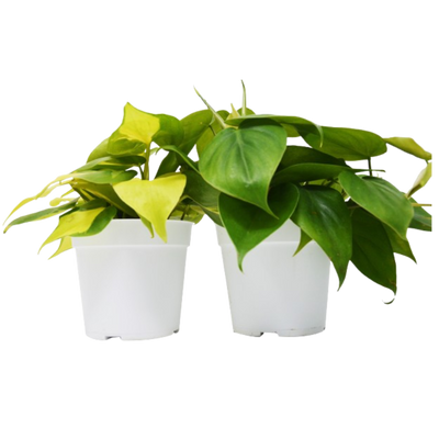 A set of two different Philodendron plants in 4-inch pots, showcasing varying leaf shapes and colors, ready for a variety pack