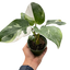 Philodendron 'White Princess' plant with gorgeous green leaves generously splashed with white