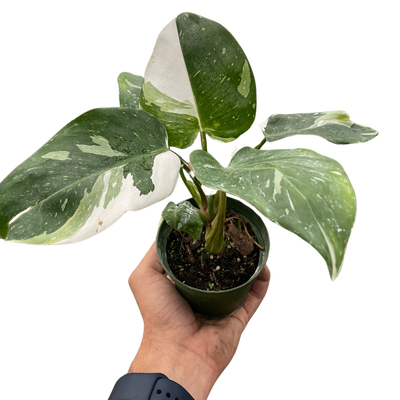 Philodendron 'White Princess' plant with gorgeous green leaves generously splashed with white