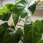 New, unfurling leaf on a Philodendron 'White Princess' plant with emerging white variegation